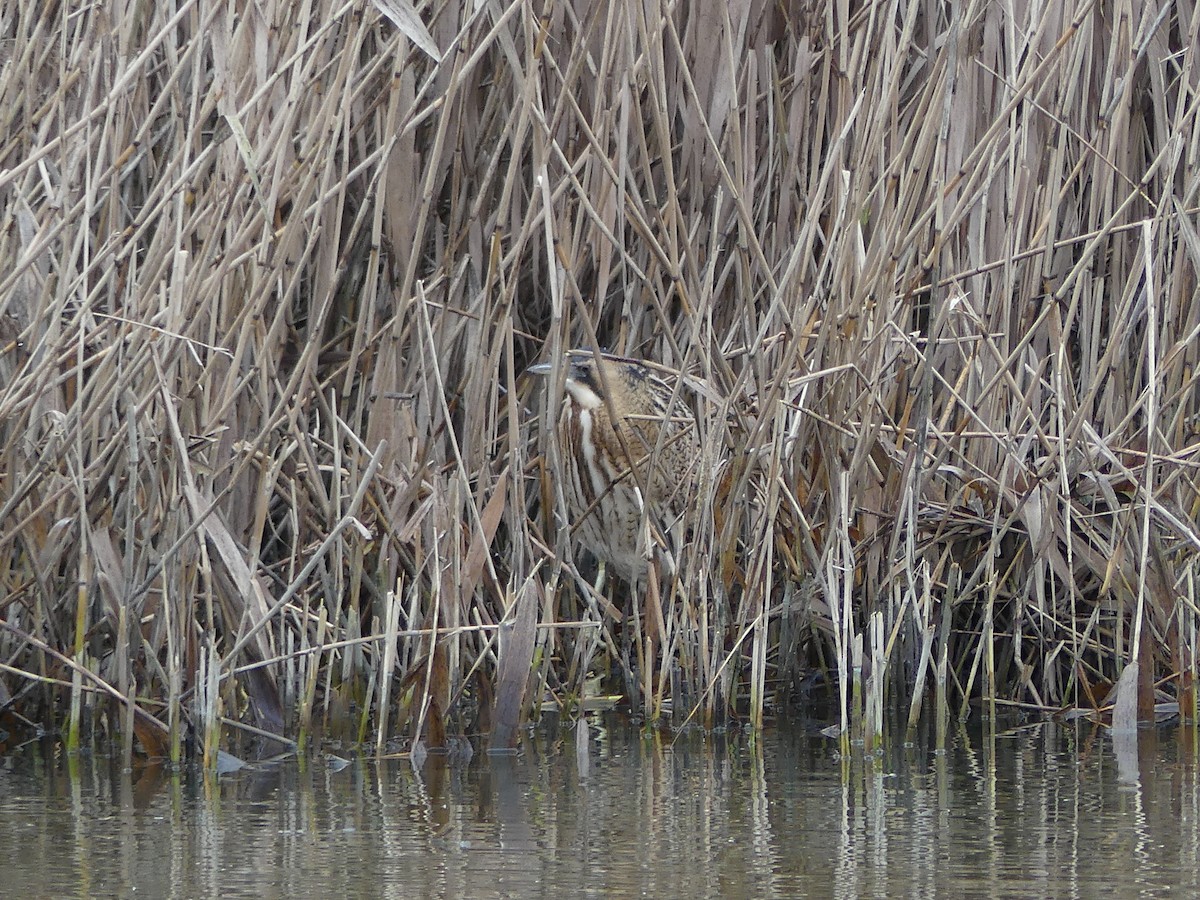 Great Bittern - ML289835111