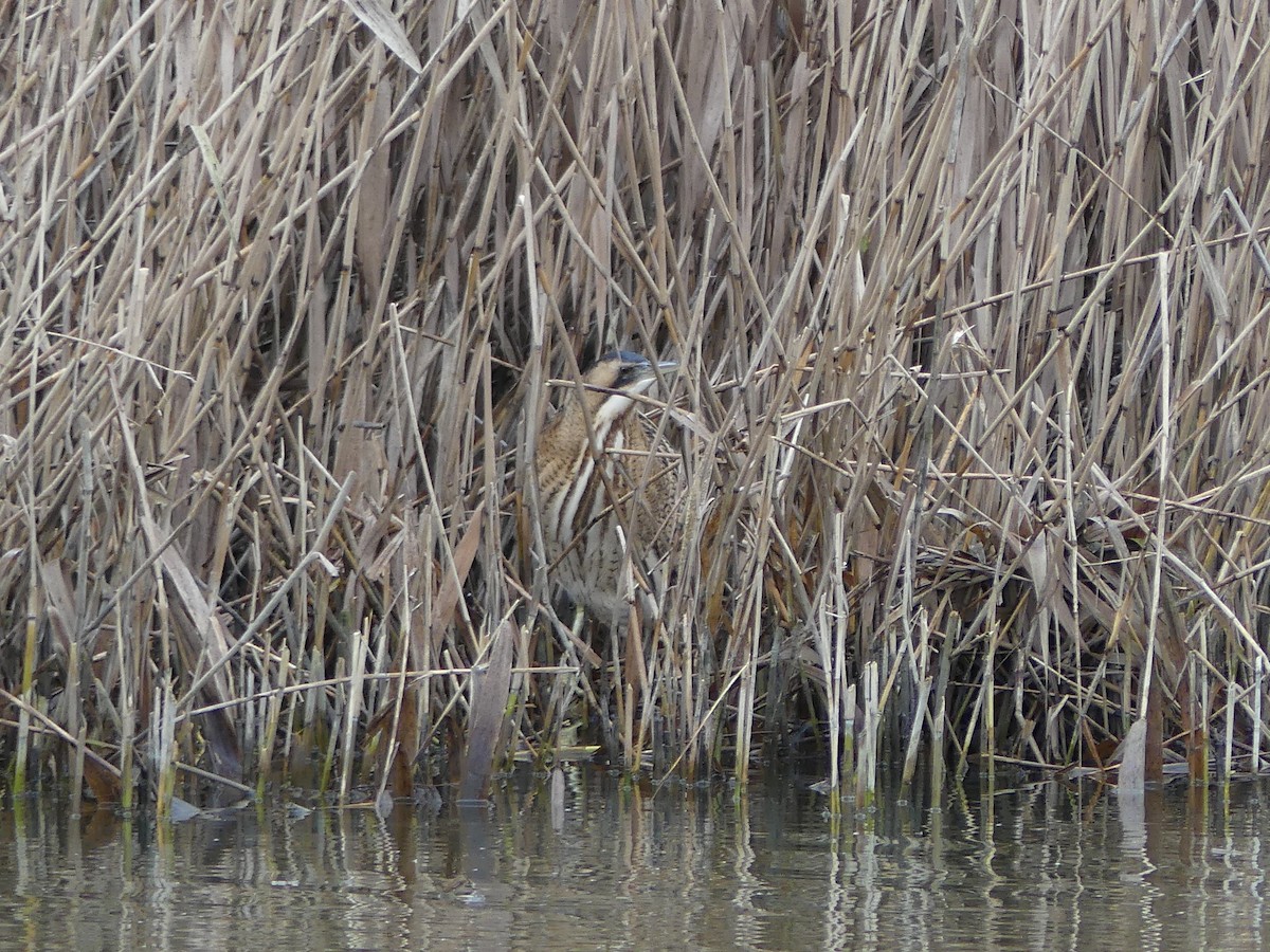 Great Bittern - ML289835121