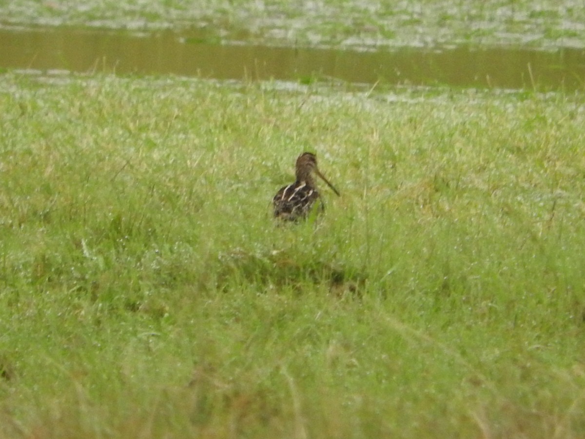 Pantanal Snipe - ML28983581