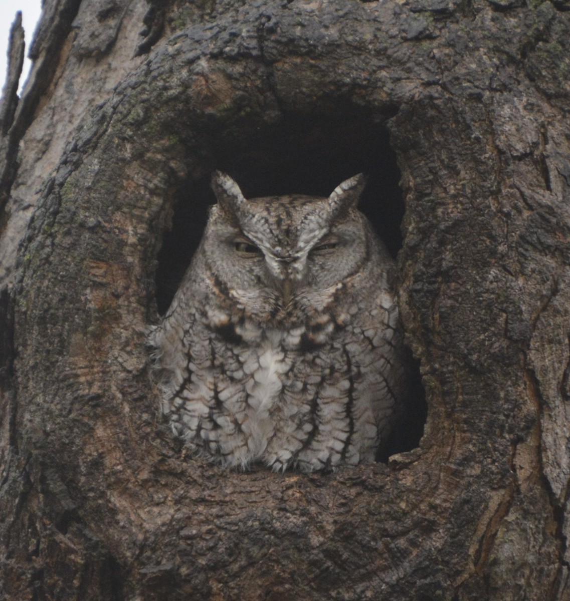 Eastern Screech-Owl - ML289836321