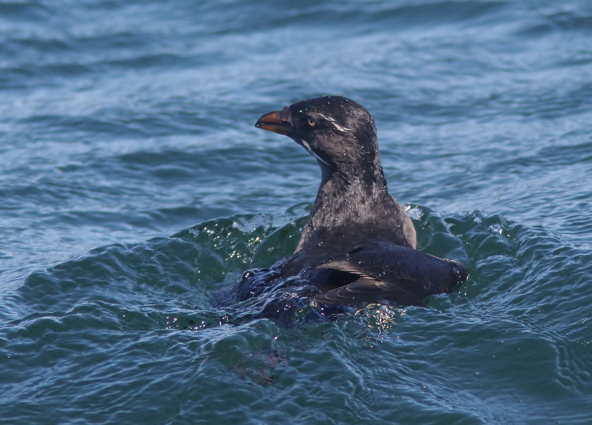 Rhinoceros Auklet - ML289839801