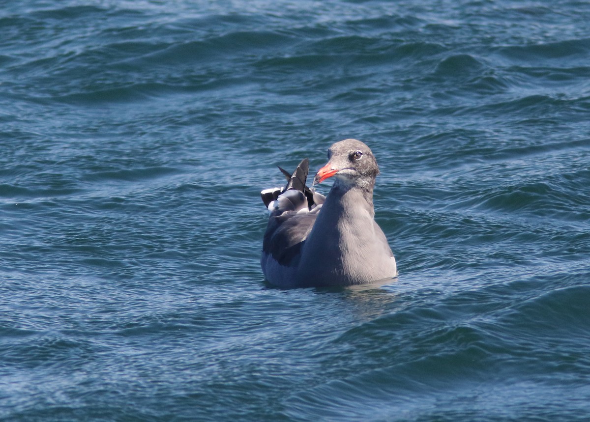 Heermann's Gull - ML289840251