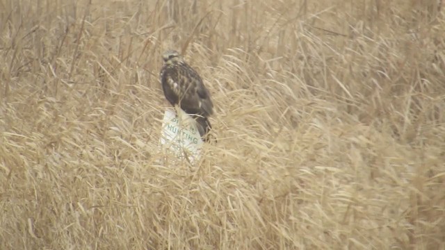 Rough-legged Hawk - ML289840561