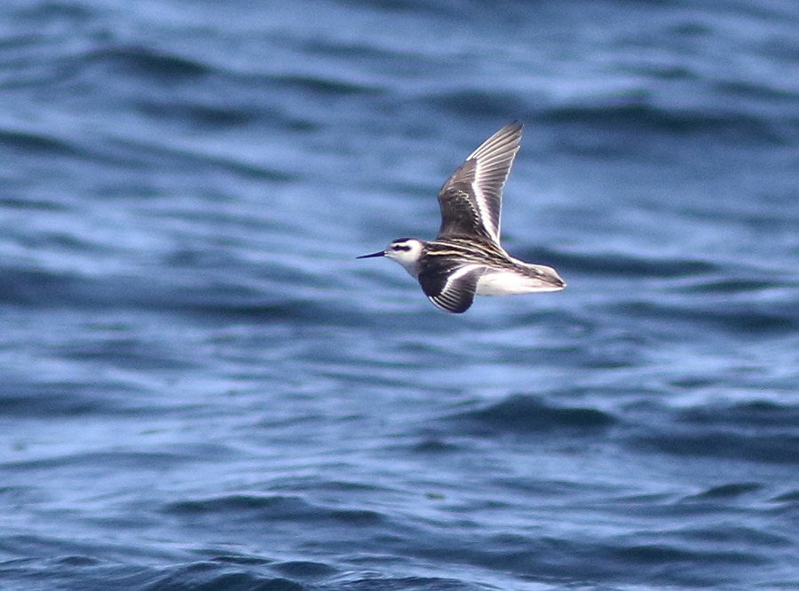 Red-necked Phalarope - ML289840991