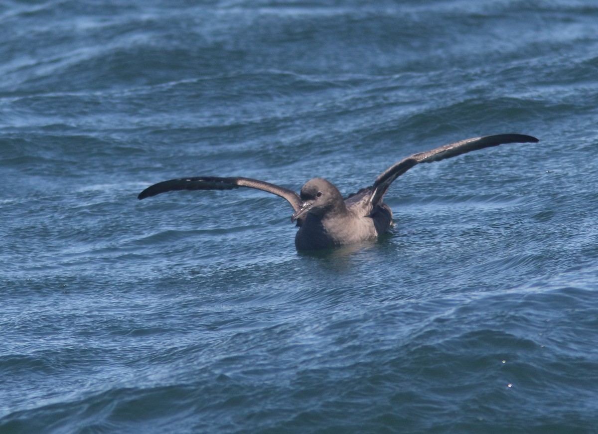 Sooty Shearwater - William Price