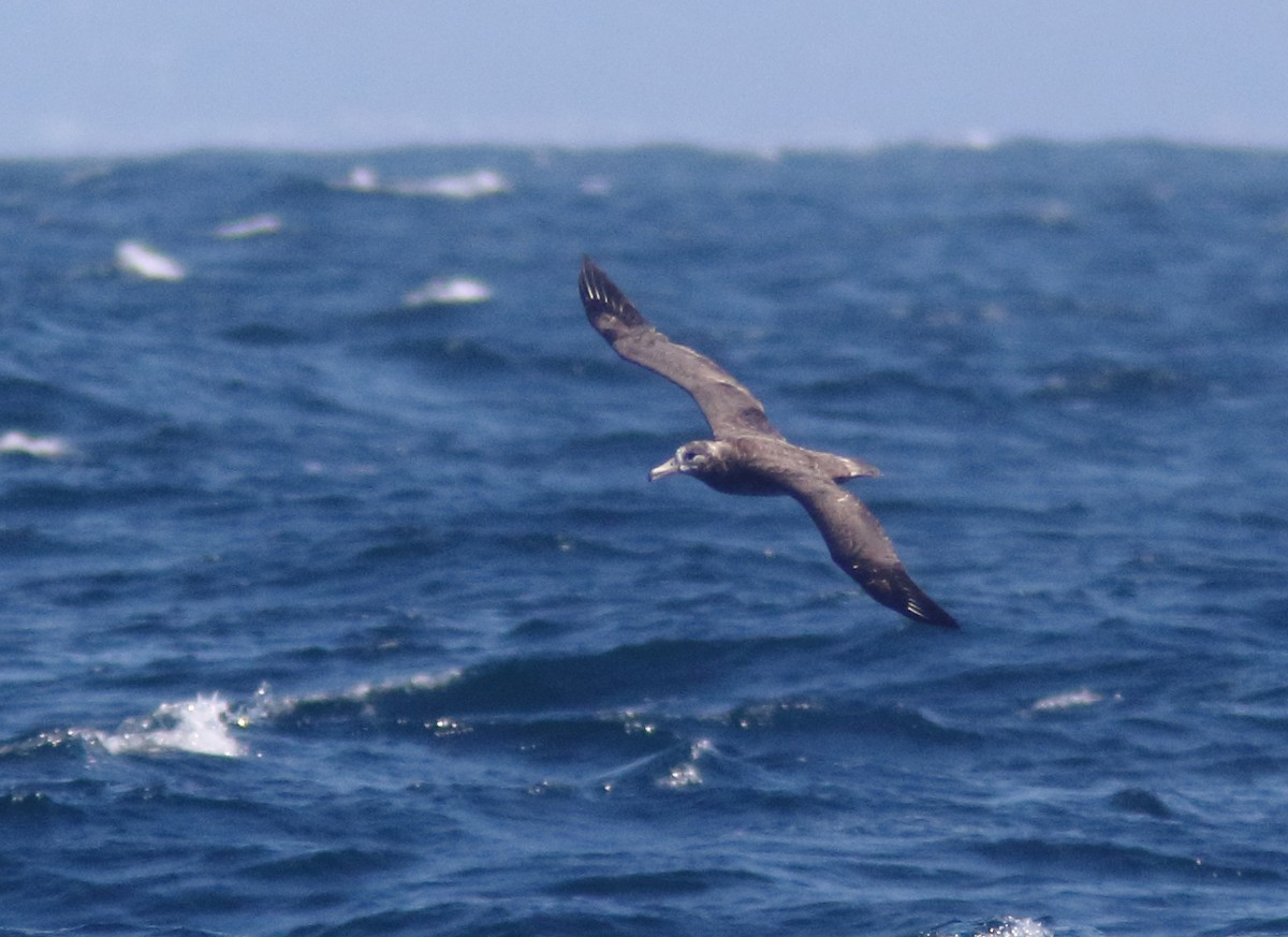 Black-footed Albatross - ML289841471