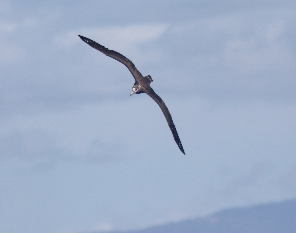 albatros černonohý - ML289841581