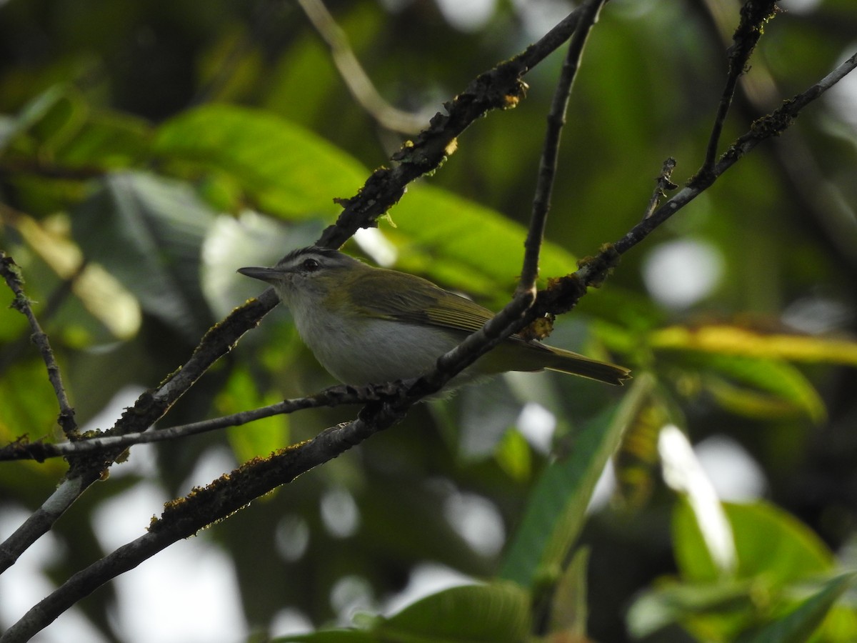 Rotaugenvireo - ML289844311