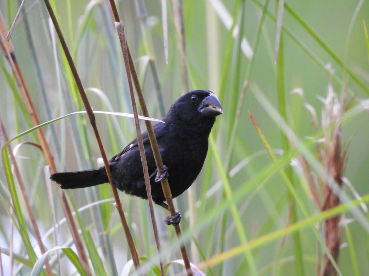 Black-billed Seed-Finch - Ibeth Alarcón