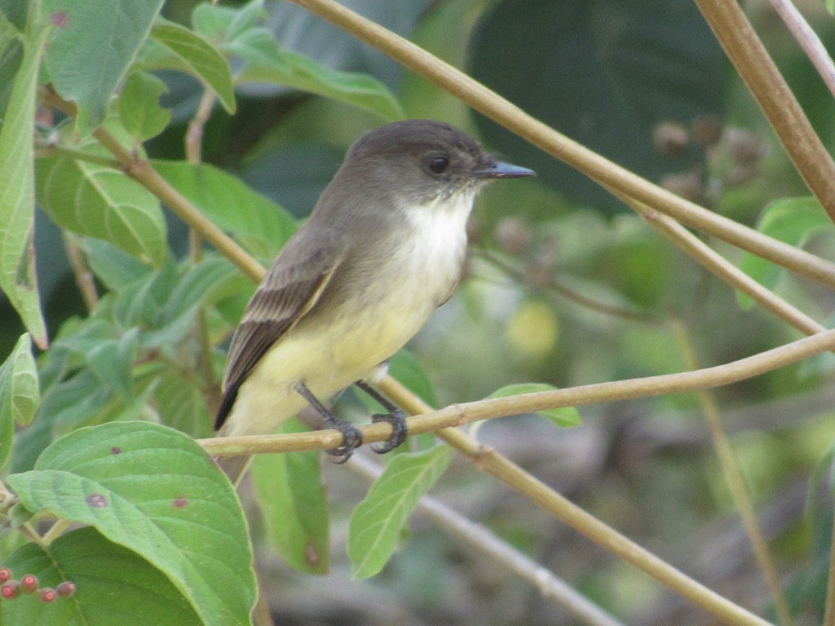 Eastern Phoebe - ML289844781