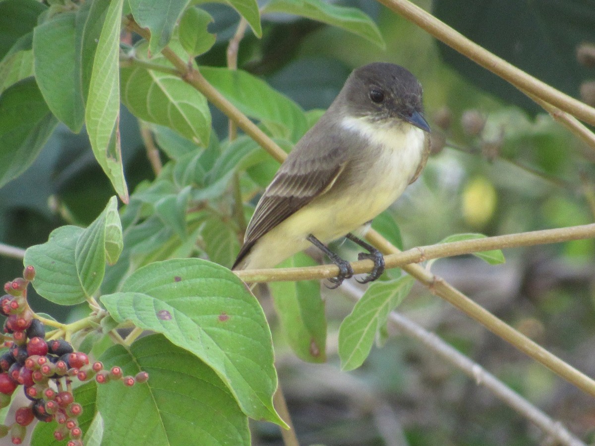 Eastern Phoebe - ML289844981