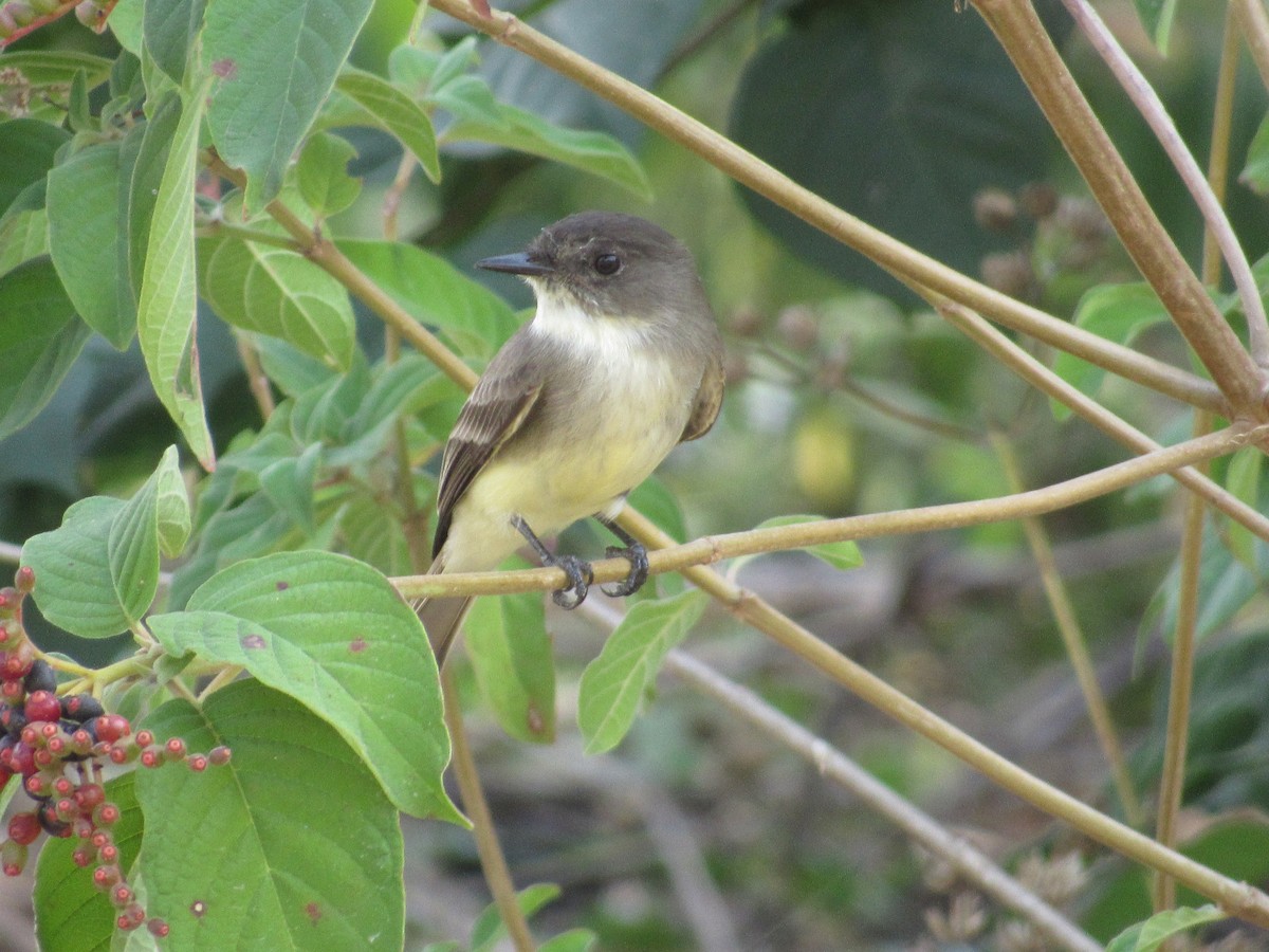 Eastern Phoebe - ML289845001