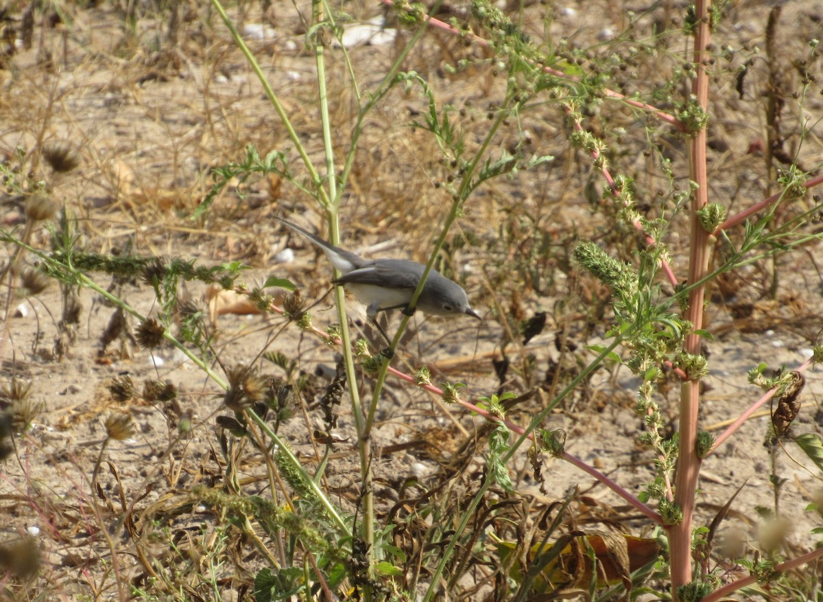 Blue-gray Gnatcatcher - ML289845241