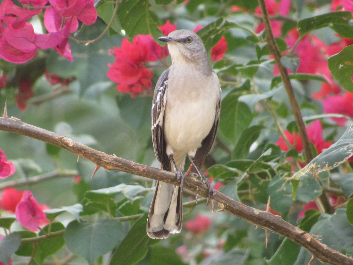 Northern Mockingbird - ML289845501