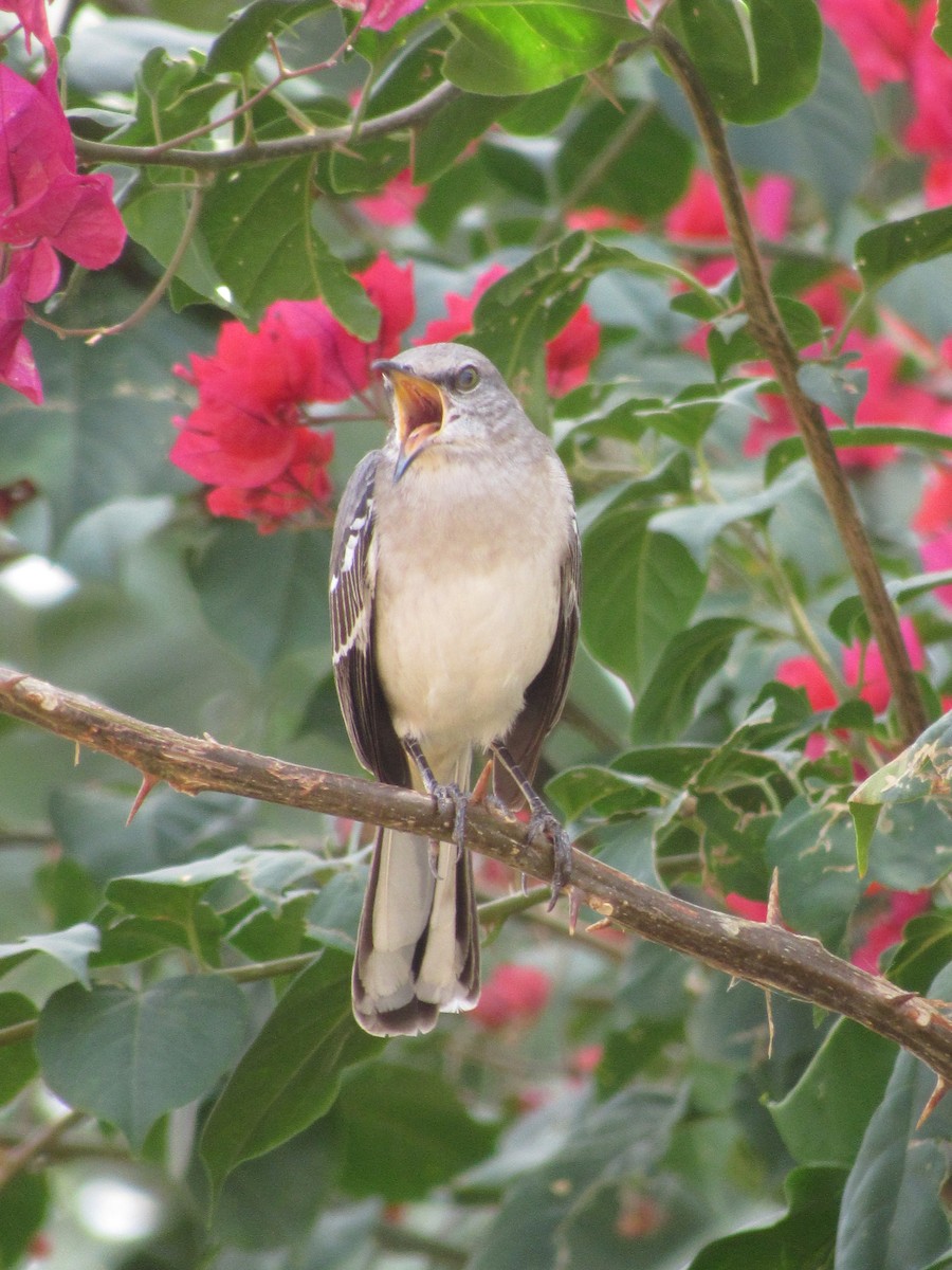 Northern Mockingbird - ML289845721