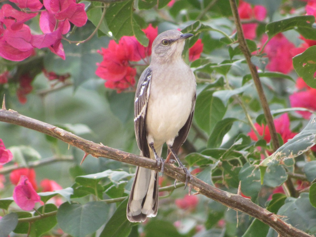 Northern Mockingbird - ML289845961