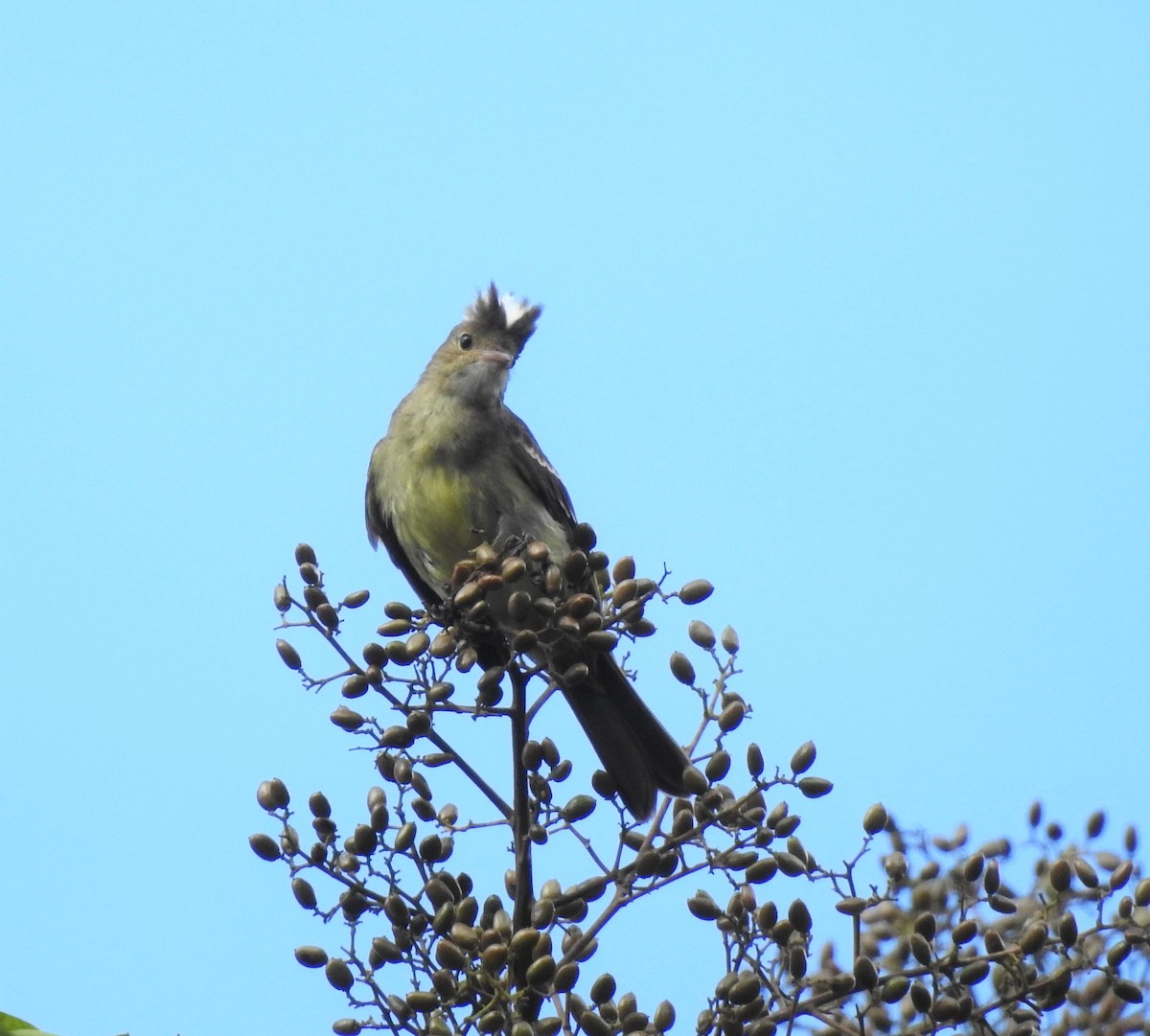 Mottle-backed Elaenia - Ibeth Alarcón