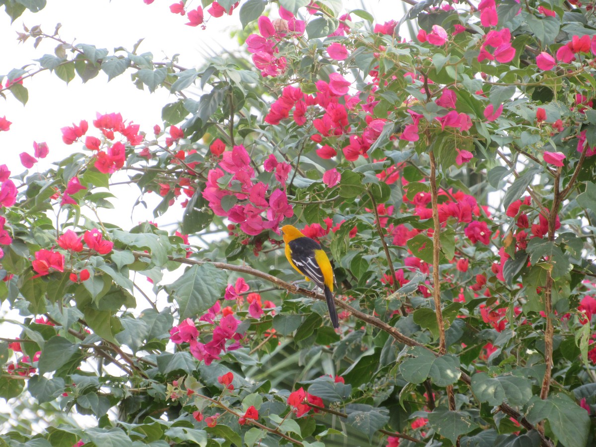 Altamira Oriole - ML289846181