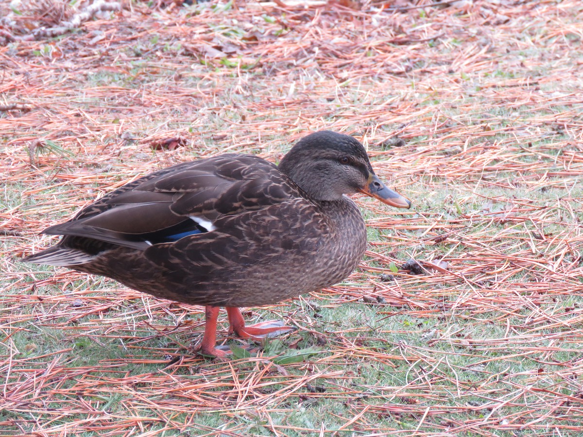 Mallard x American Black Duck (hybrid) - Keith Leonard