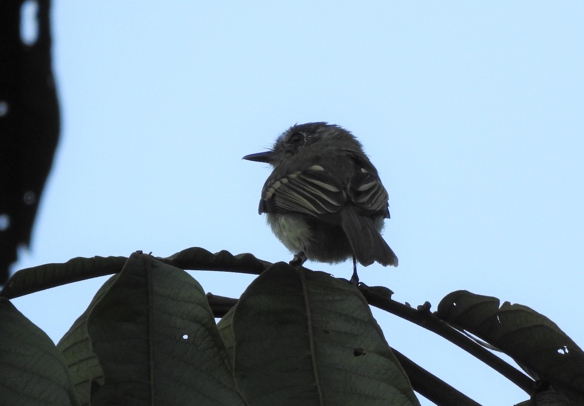 Slaty-capped Flycatcher - ML289847221