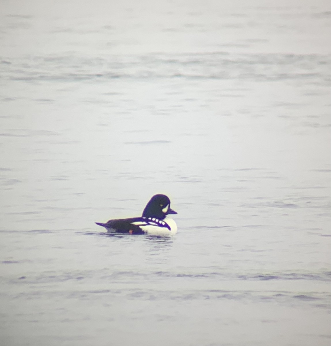 Barrow's Goldeneye - ML289848401