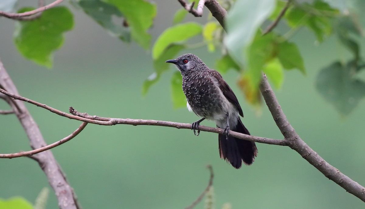 White-rumped Babbler - ML289849201