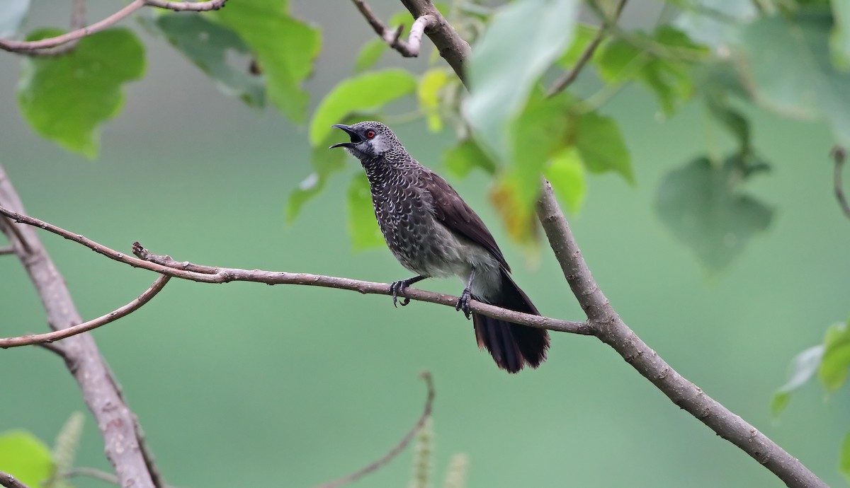 White-rumped Babbler - ML289849211