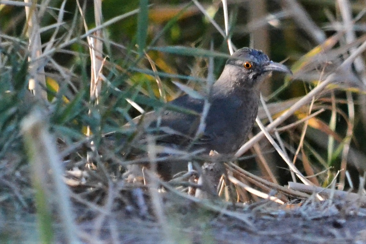 Curve-billed Thrasher - ML289849521