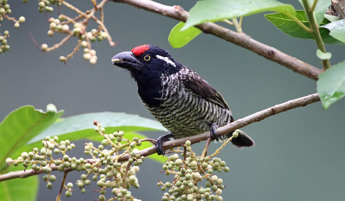 Banded Barbet - ML289850191