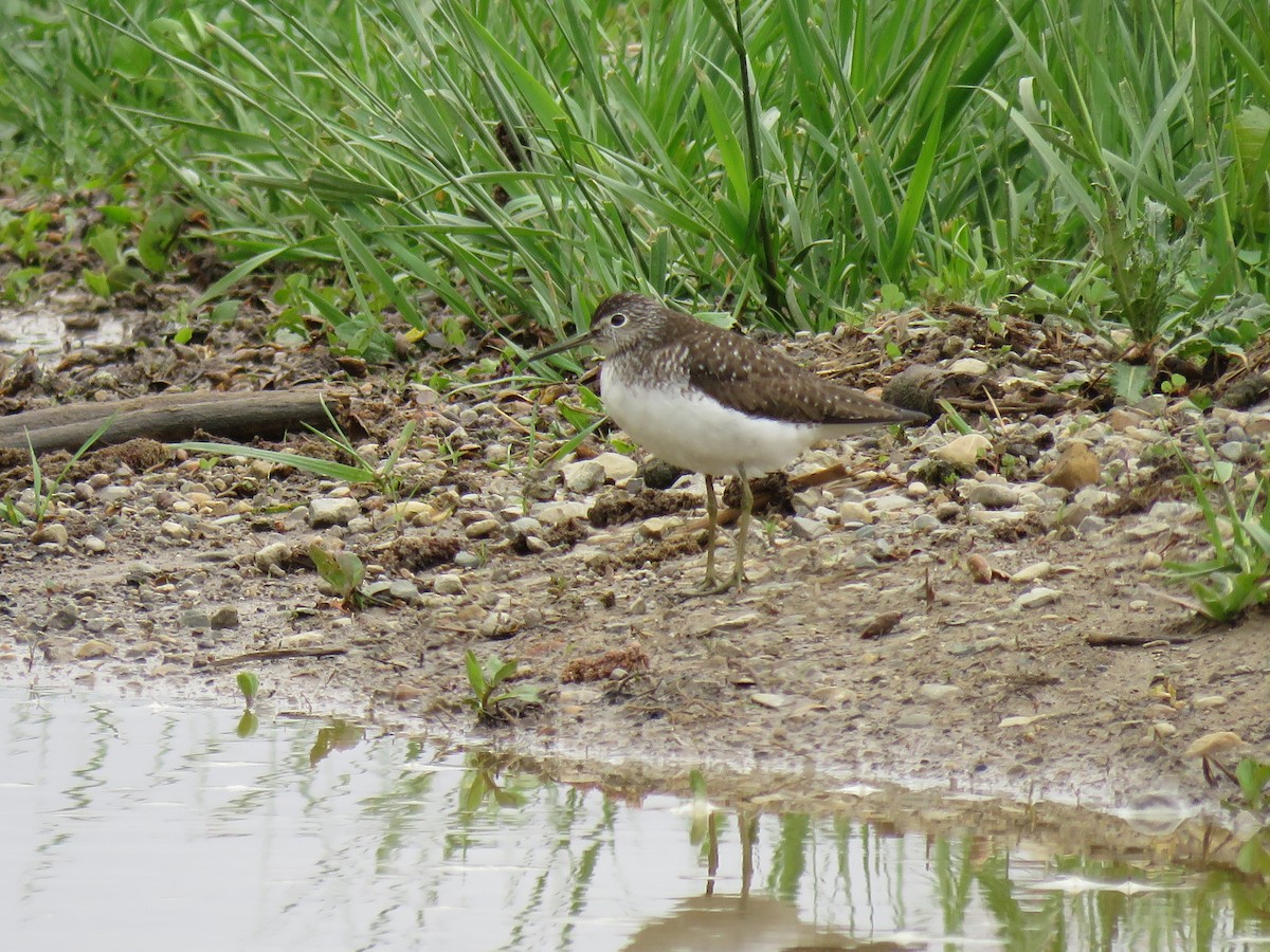 Solitary Sandpiper - ML28985411