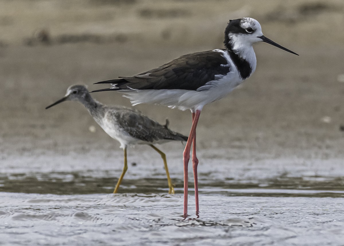 Black-necked Stilt - ML289854501