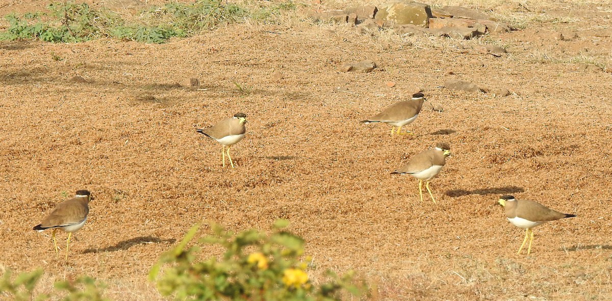 Yellow-wattled Lapwing - ML289854841