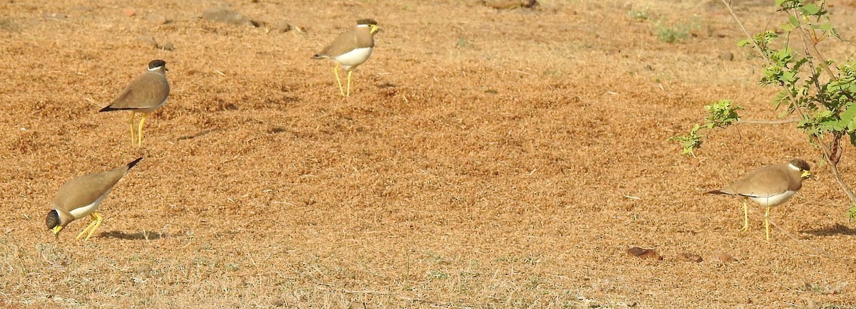 Yellow-wattled Lapwing - ML289854911