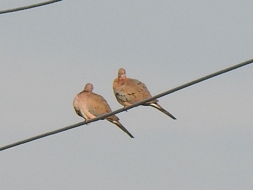 Laughing Dove - ML289854951