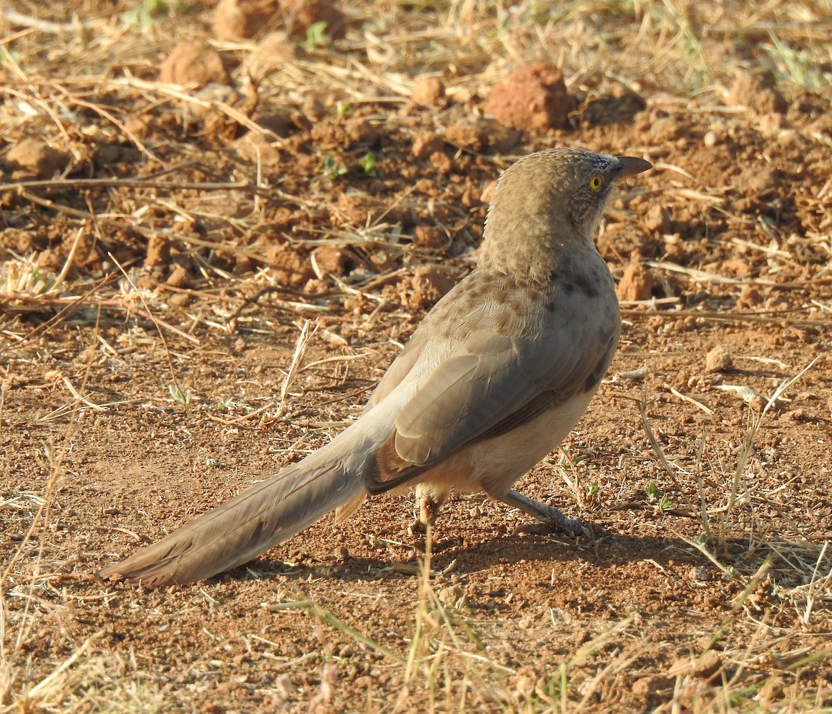 Large Gray Babbler - ML289855301