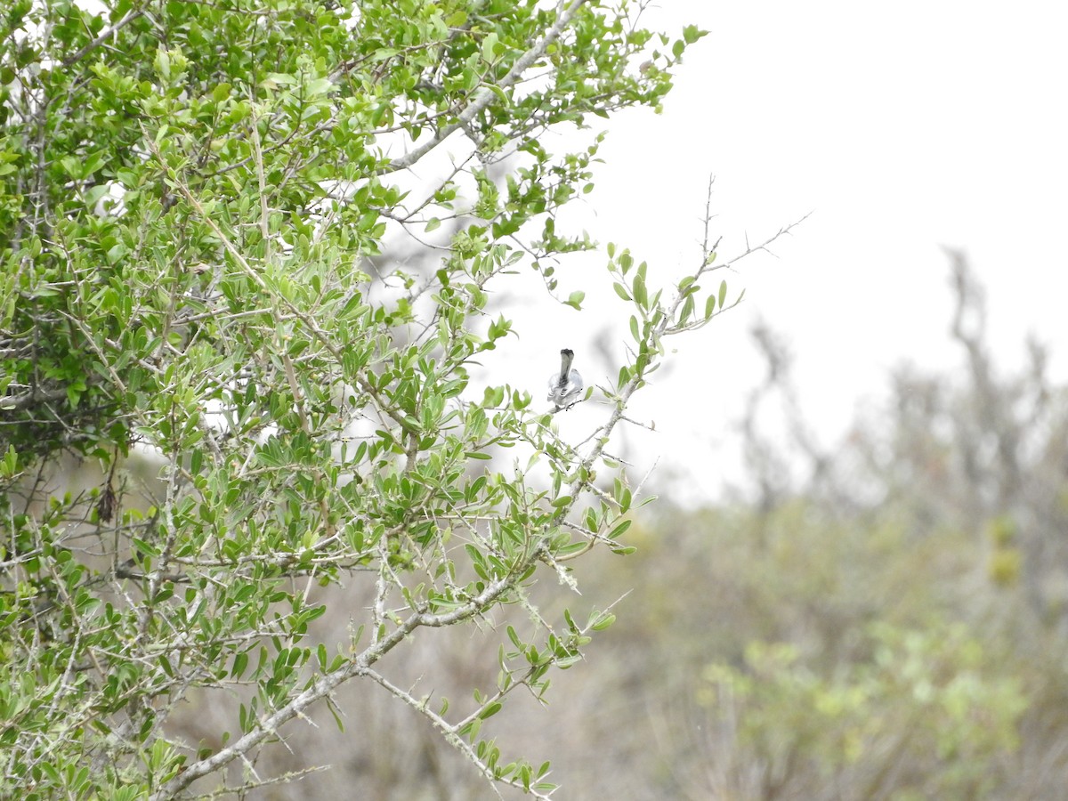 Masked Gnatcatcher - ML28985531