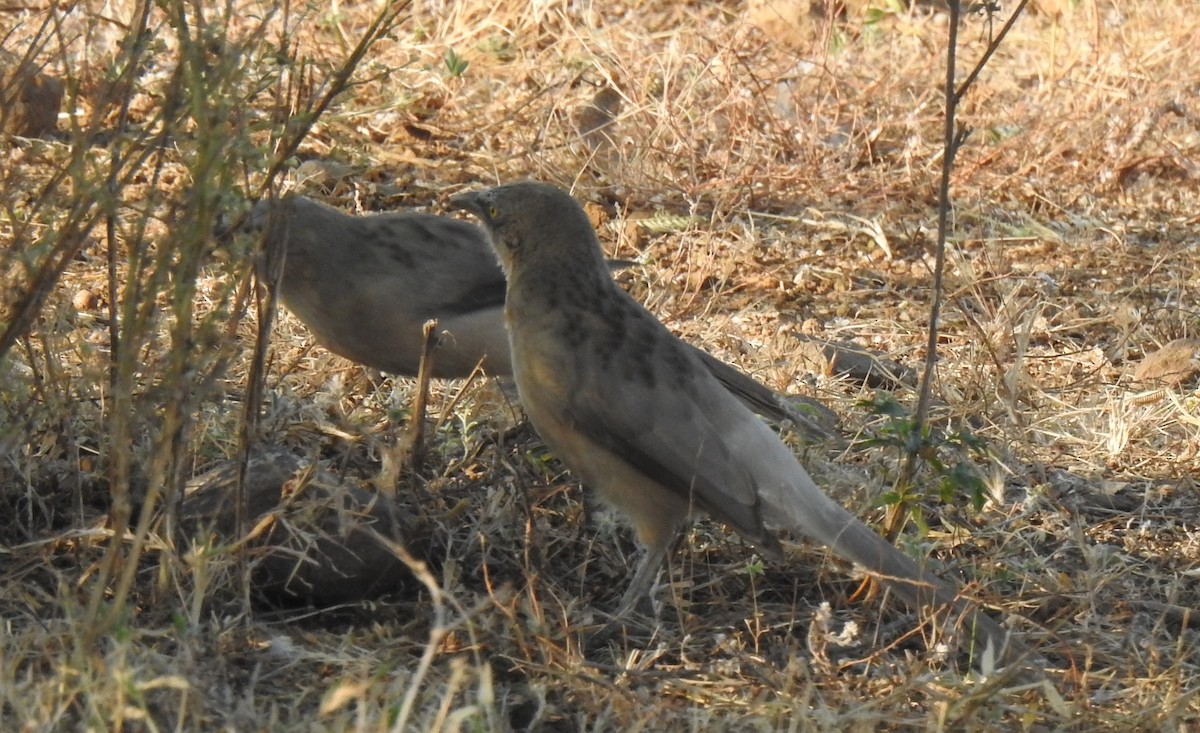 Large Gray Babbler - ML289855371