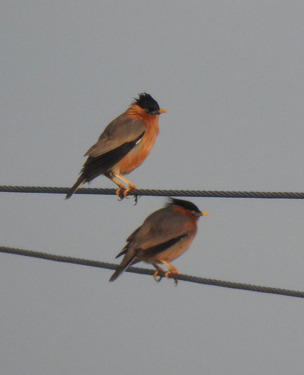 Brahminy Starling - ML289855501