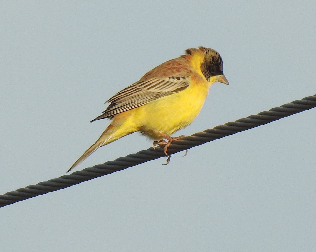 Black-headed Bunting - ML289855571
