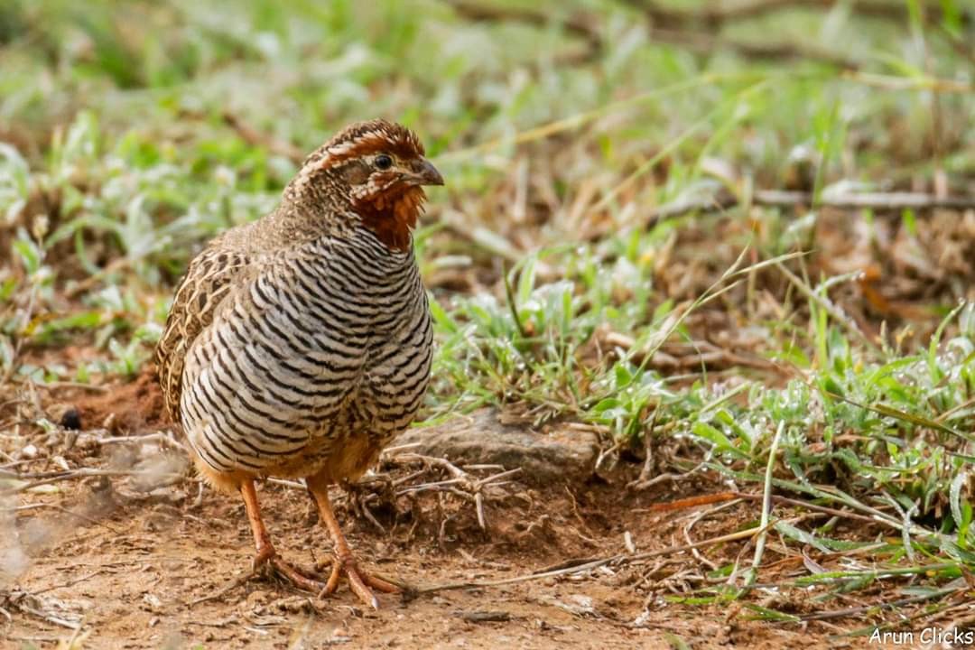 Jungle Bush-Quail - arun kumar