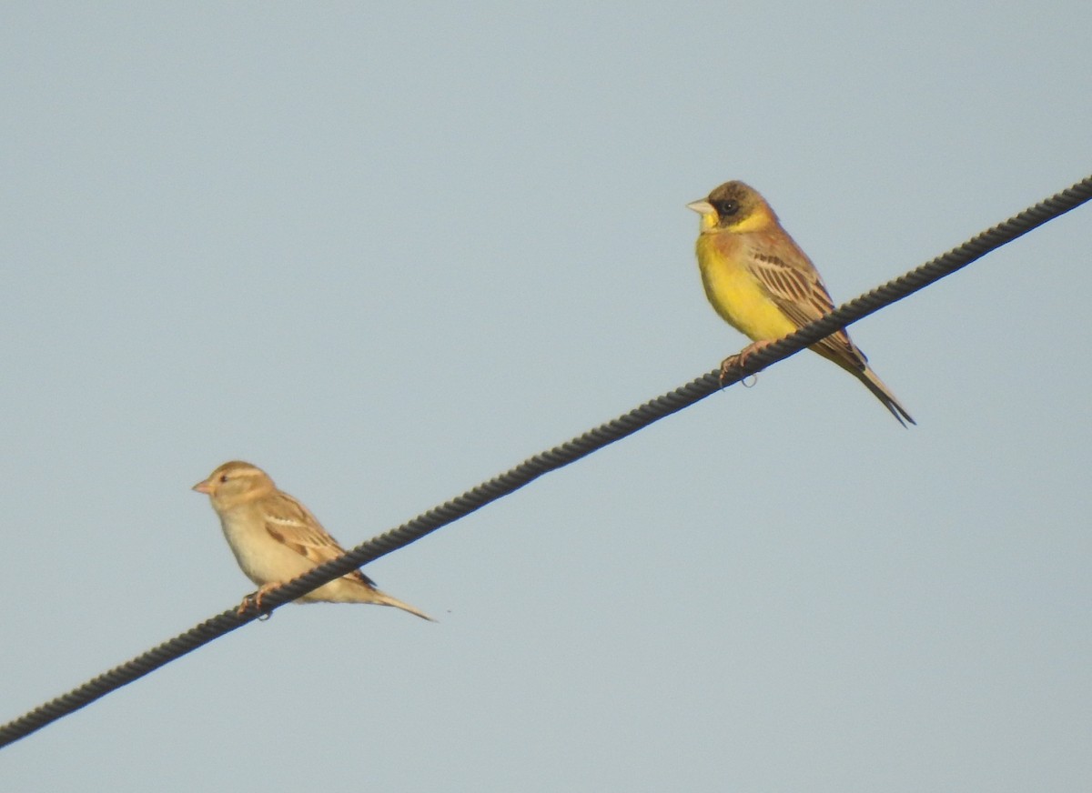 Black-headed Bunting - ML289855631