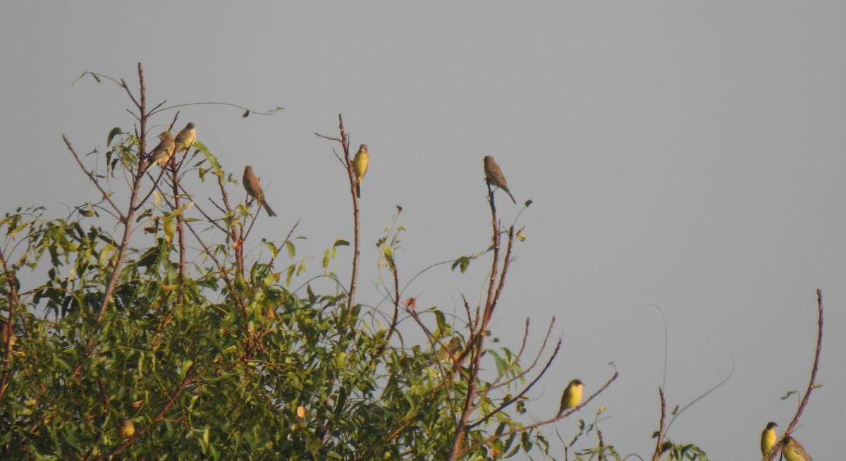 Black-headed Bunting - ML289855721