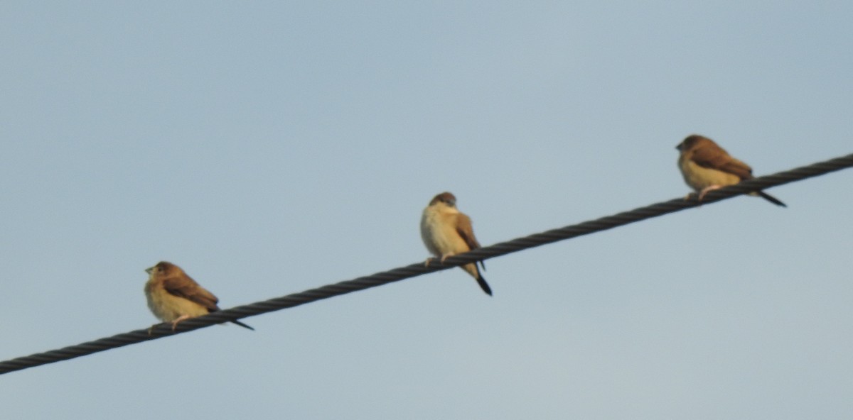 Indian Silverbill - ML289855791