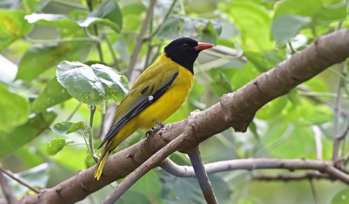 Ethiopian Black-headed Oriole - ML289856481