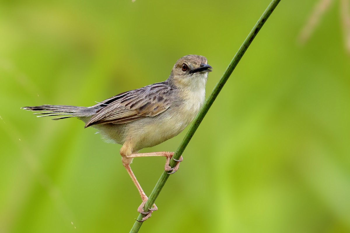 Coastal Cisticola - ML289856581