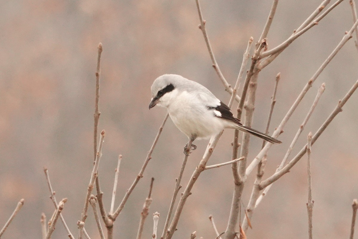 Great Gray Shrike - Mira Milovanović