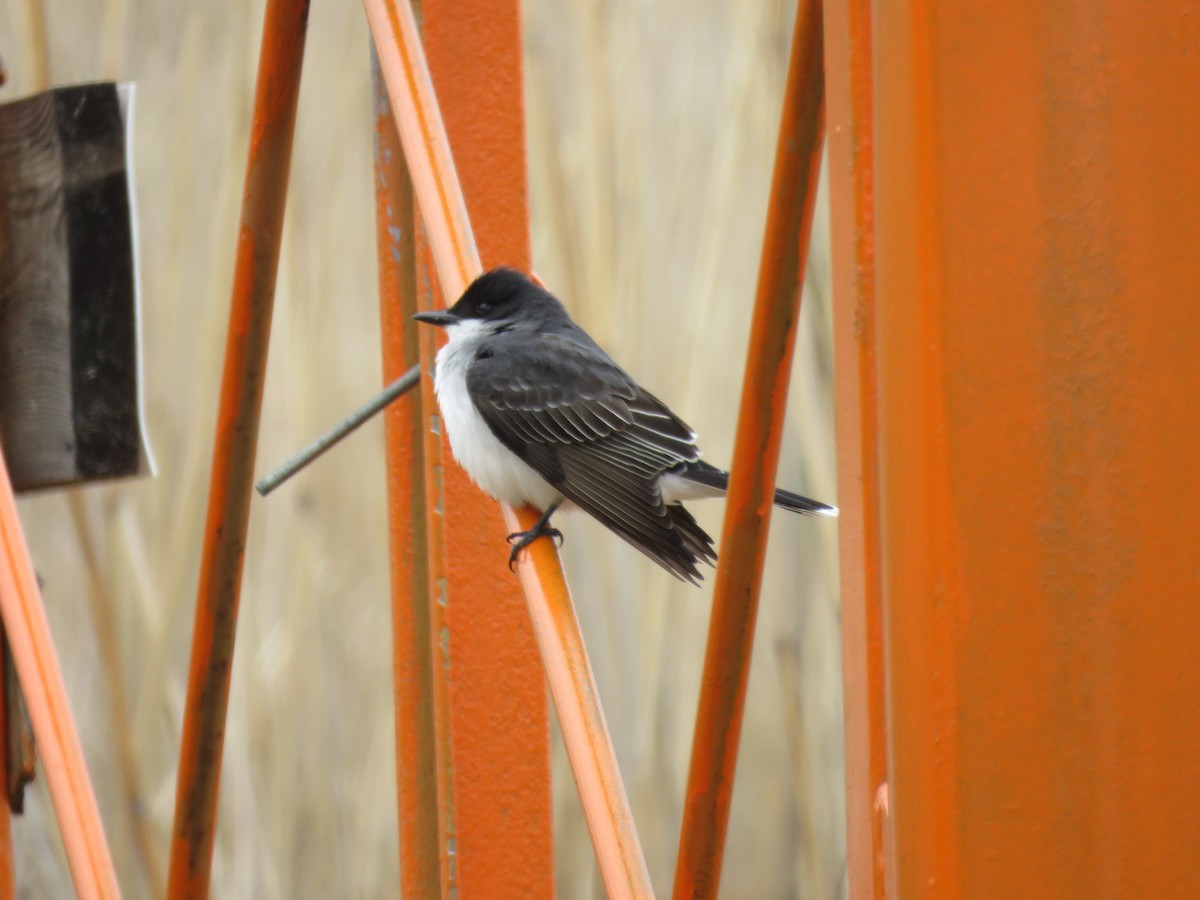 Eastern Kingbird - ML28985741