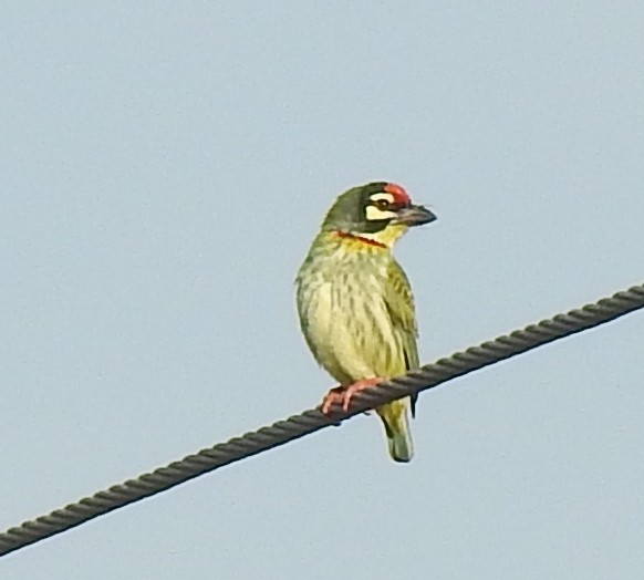 Coppersmith Barbet - ML289857811