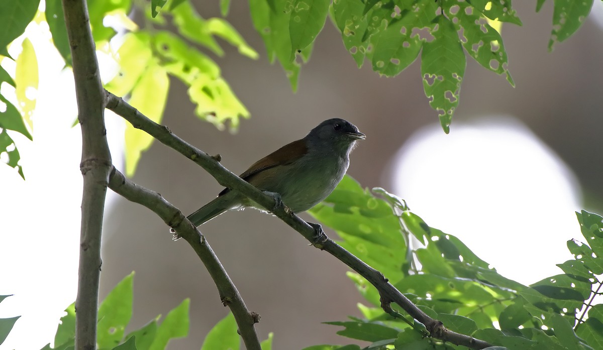 African Hill Babbler - ML289858101