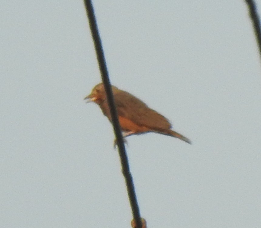 Rufous-tailed Lark - ML289858191